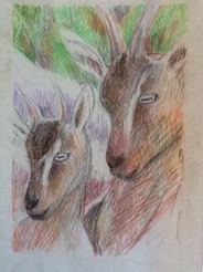 Ibex portraits
coloured pencils
